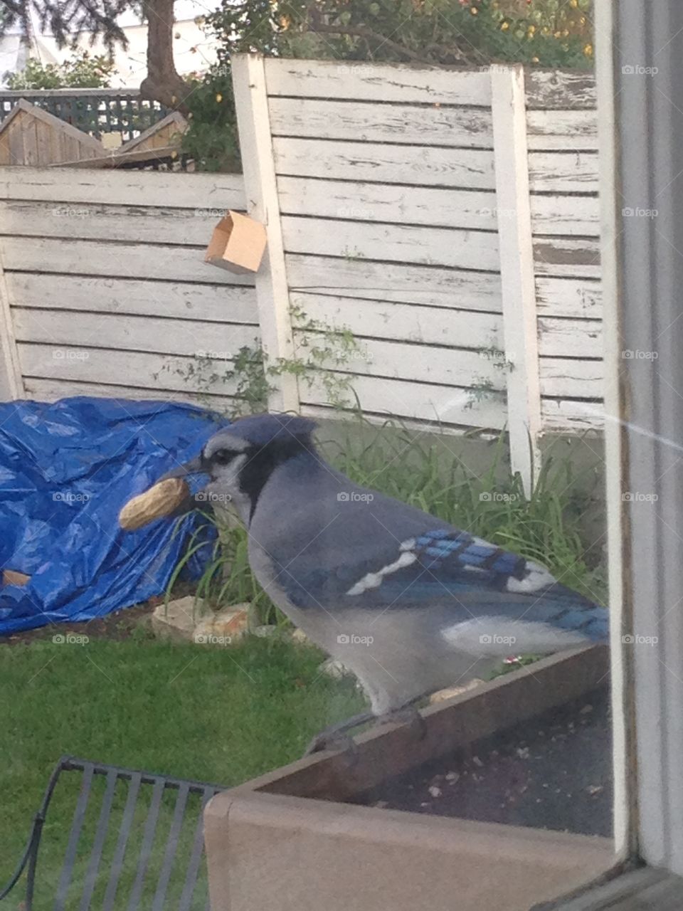 Blue jay with peanut 