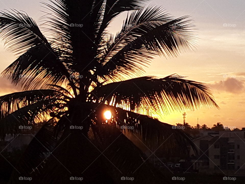 sunrise in the tropics bright colors of the sky and the silhouette of a palm tree