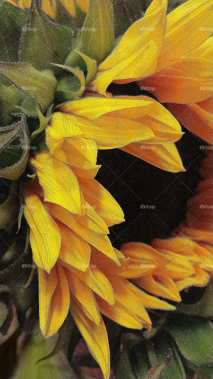 "Sunflower"