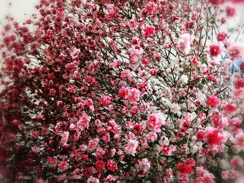 Small flowers