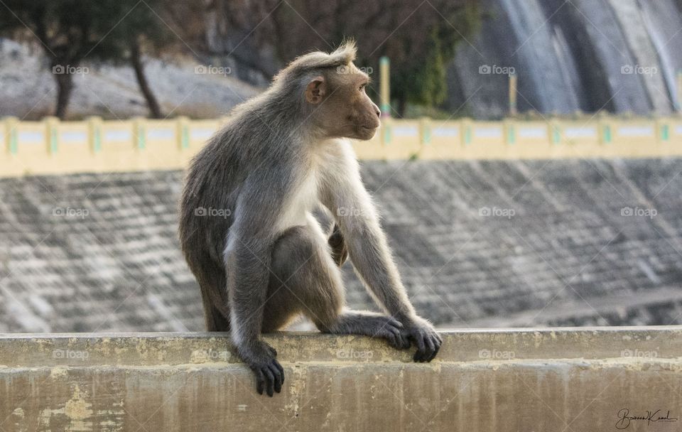 Monkey from India