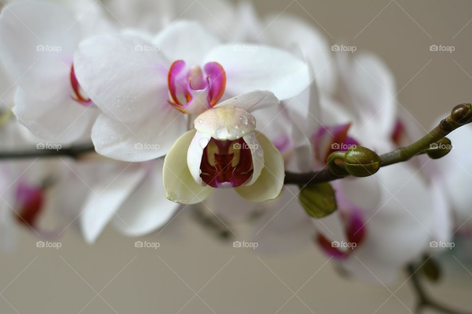 orchid flowers house plants beautiful