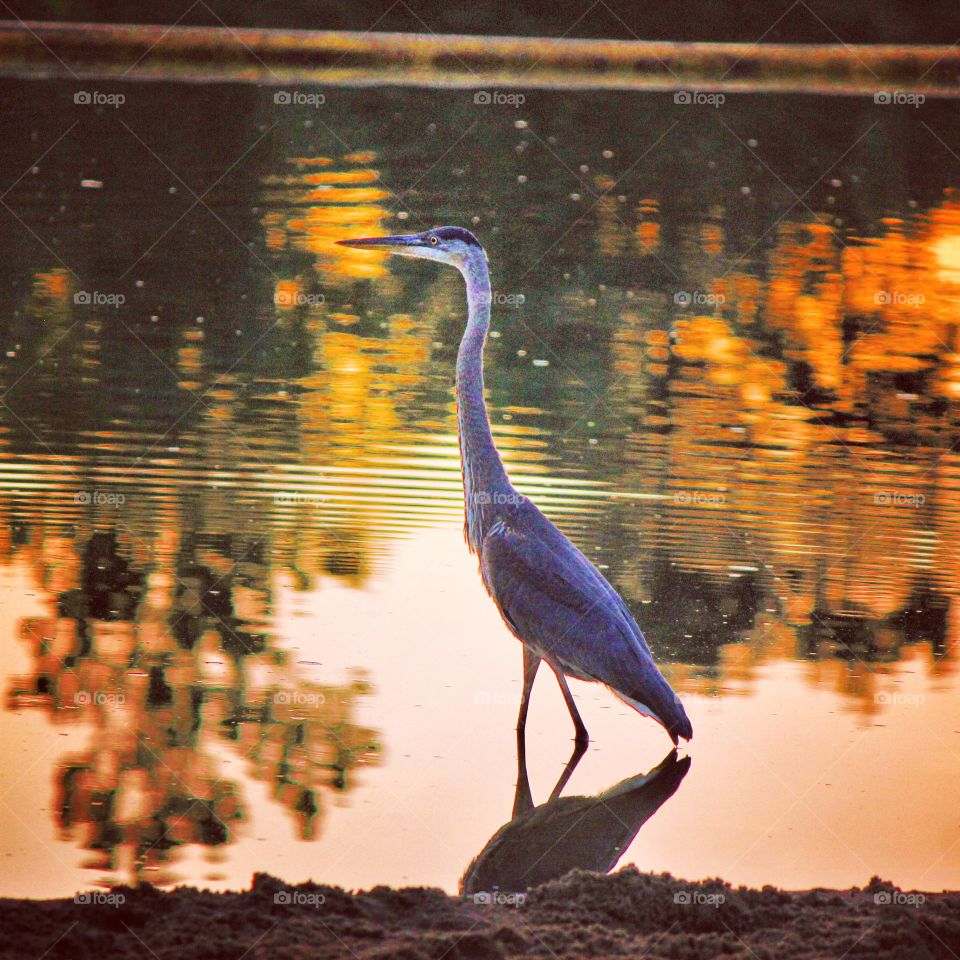 Side view of blue heron