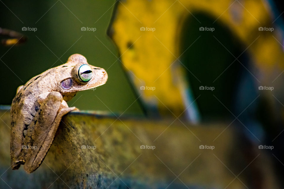 beautiful frog