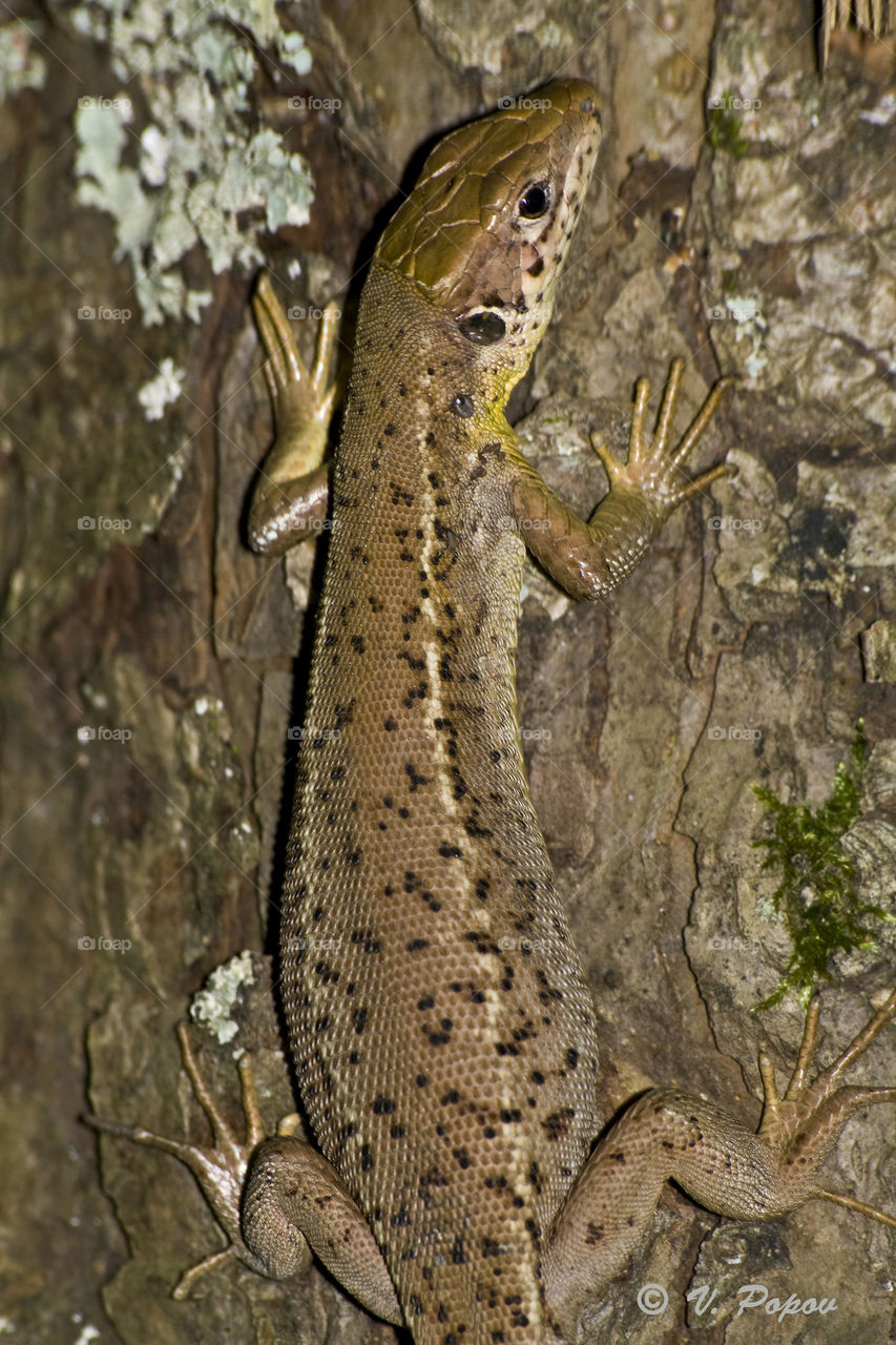 Green lizard