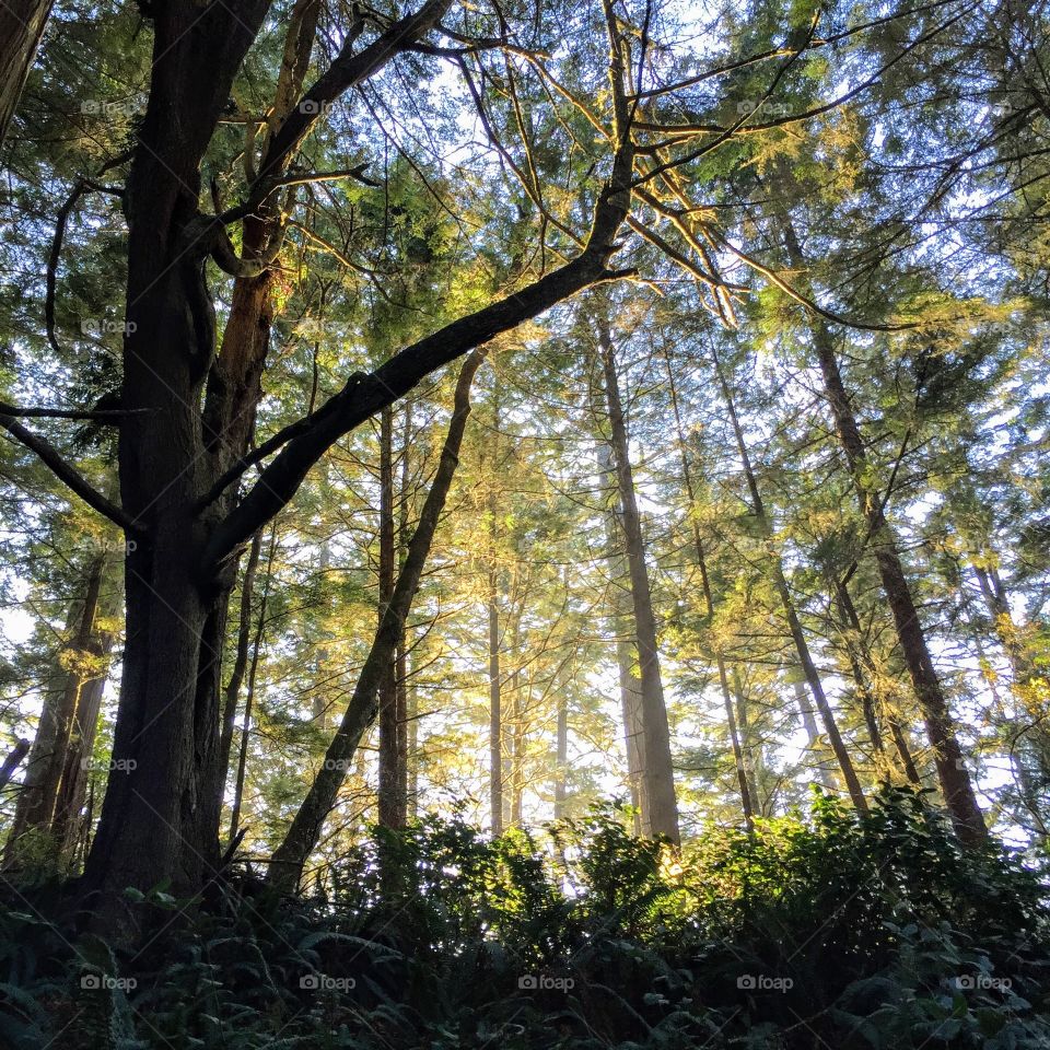 Sun shining through the trees. 