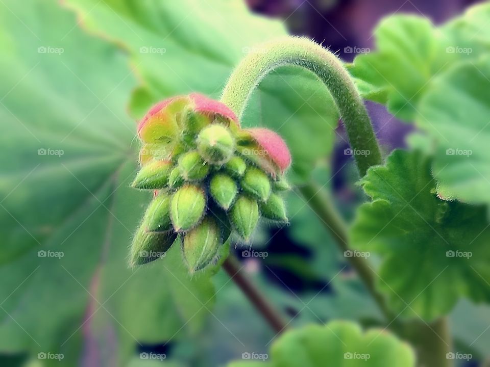 Pelargonium bud before flowering in the garden