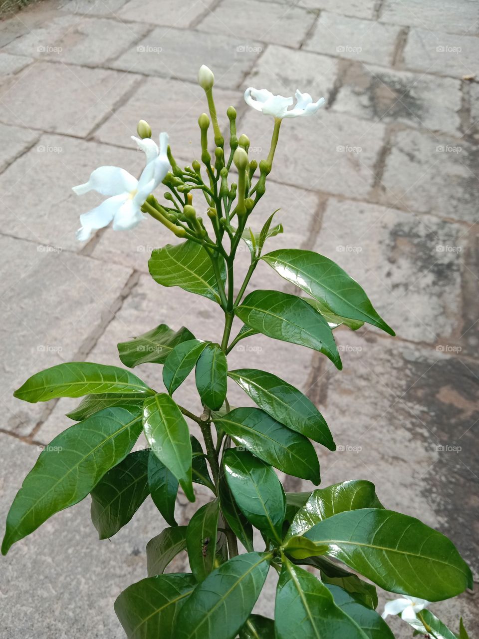 Nature beautiful flower at the temple