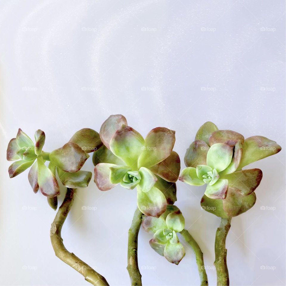 Backgrounds, copy space, beautiful succulent Graptopetalum