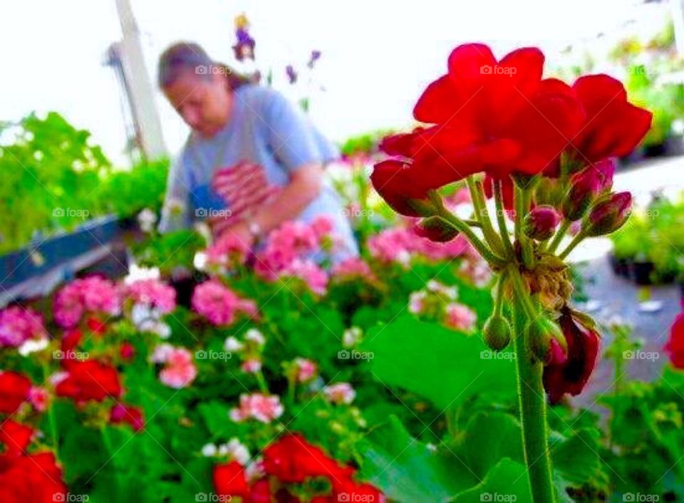 Working on Geraniums 