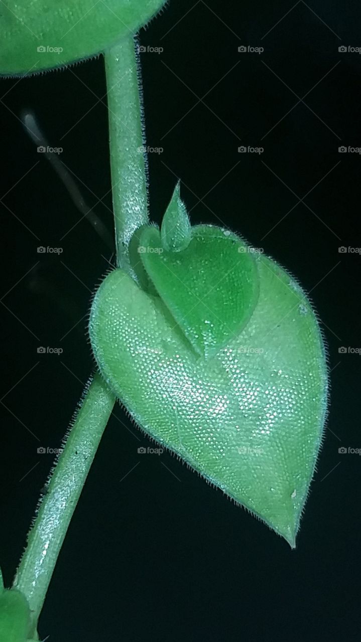 Leaf in Macro world_Green Nature_