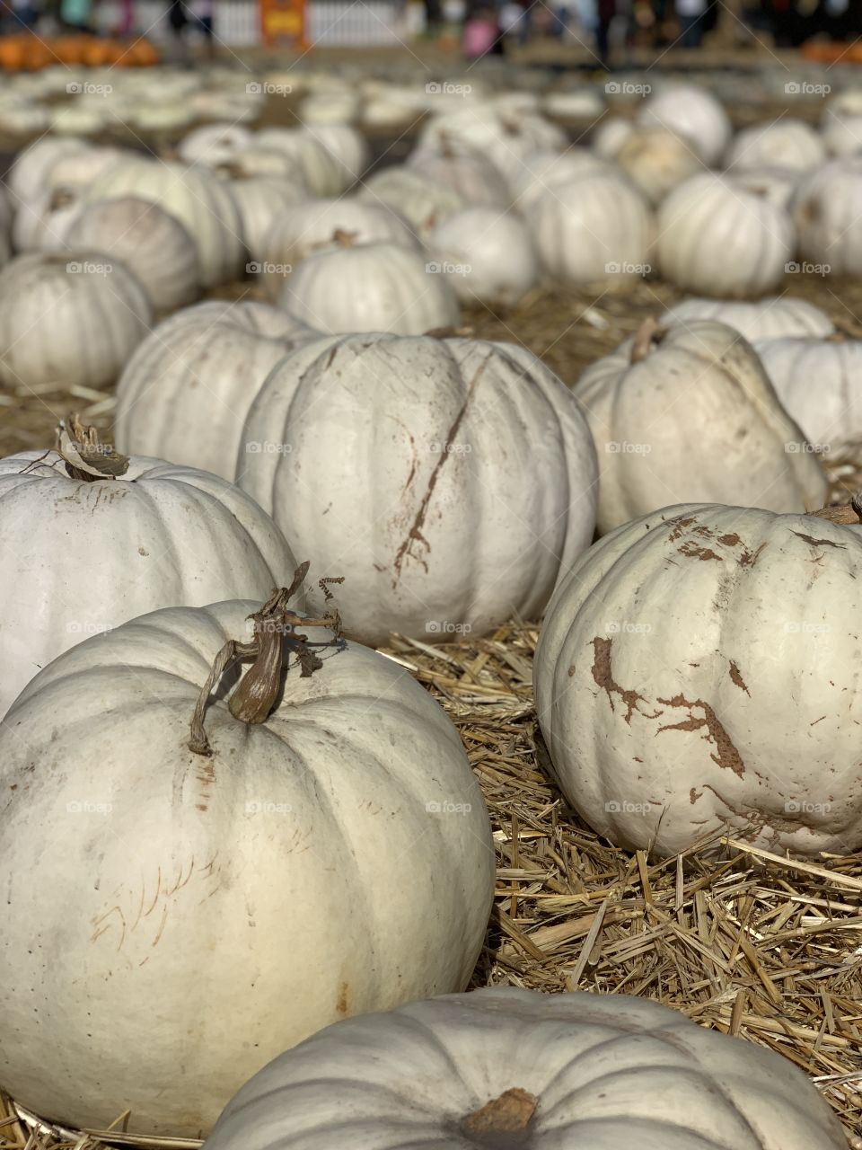A field of large white Halloween pumpkins 