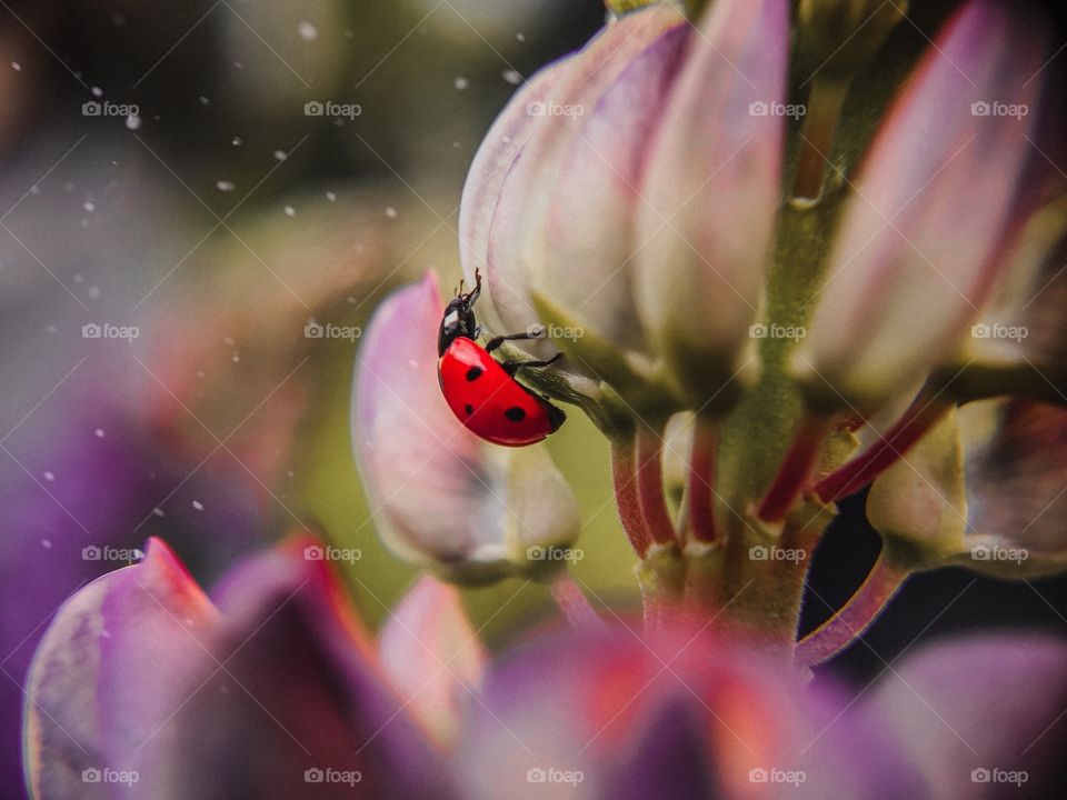 ladybug on purple flower