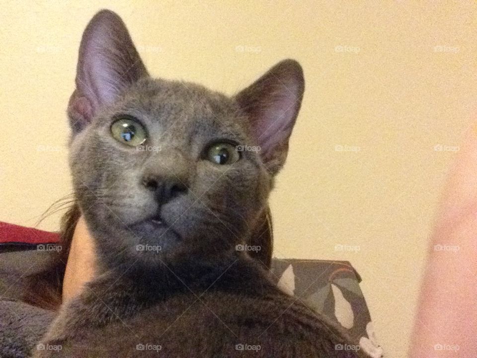 Close up of a feline