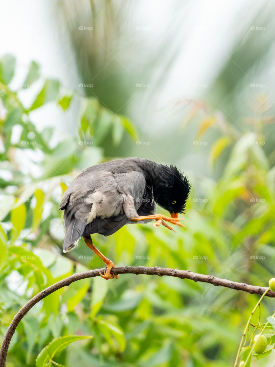 Grooming