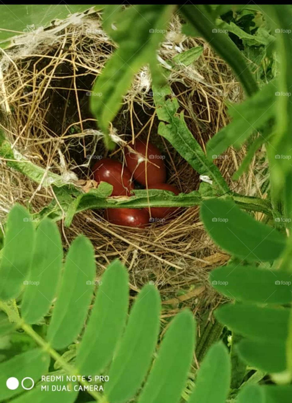 red eggs in nest
