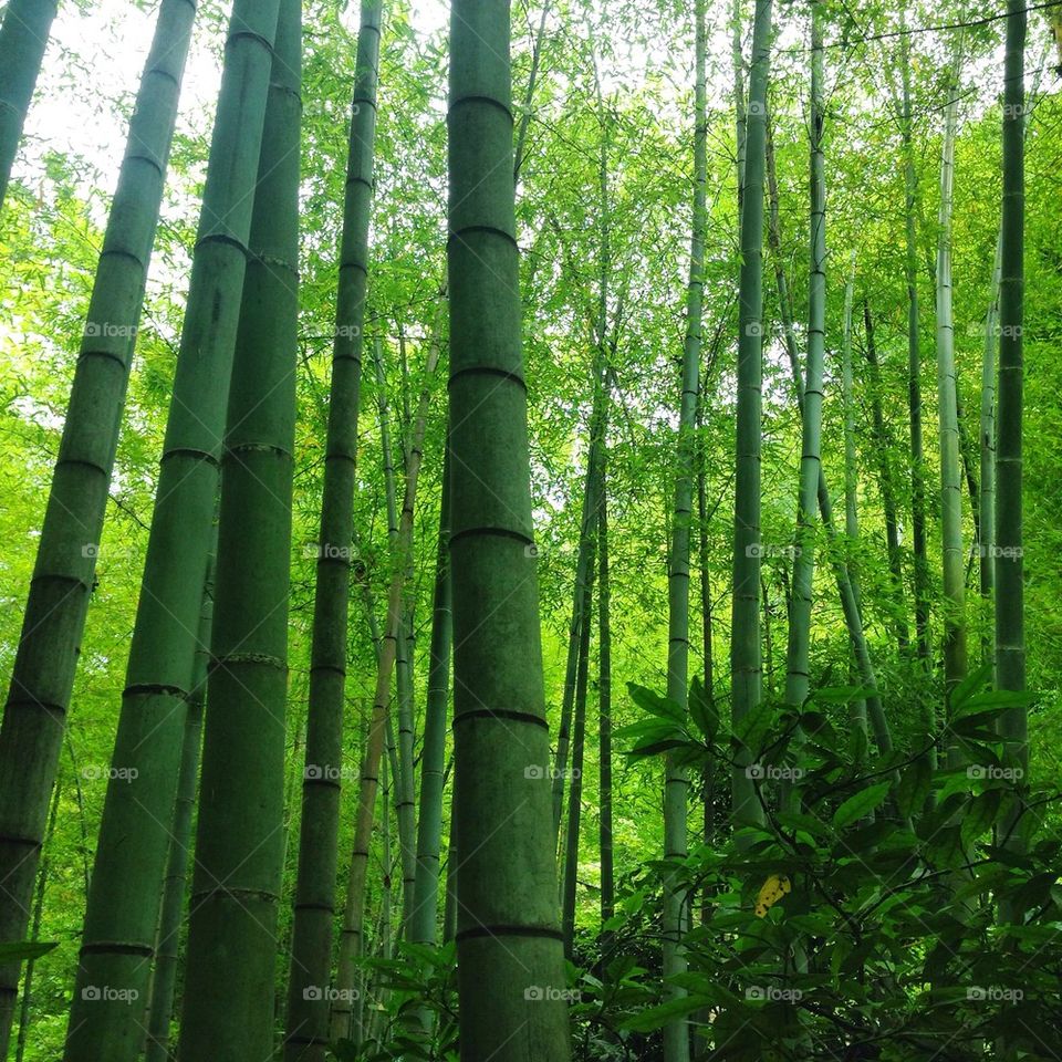 bamboo