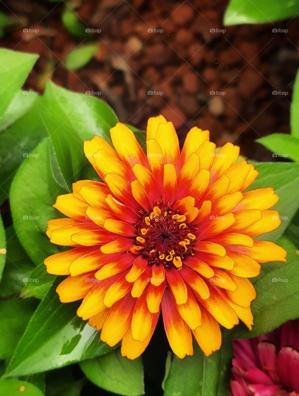 Yellow flower,nature,plant,blossom,floral,garden,flower,Yellow,landscape,summer,nature,reflection,landscape,colorful,botany,spring,love