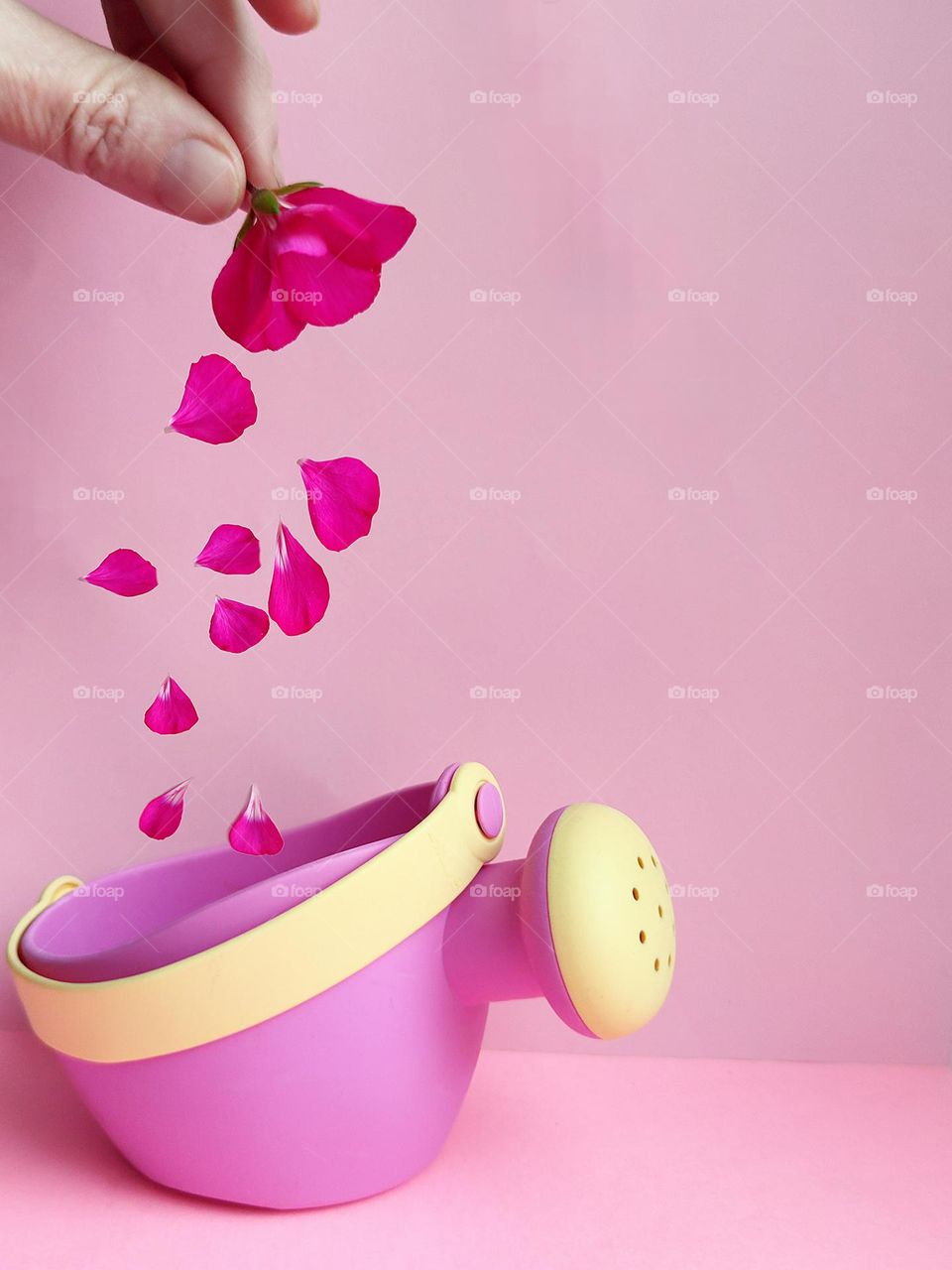 Baby pink. All shades of pink. Against the background of a baby pink color, there is a pink watering can with a yellow handle and a yellow watering can tip. Above the watering can, the hand holds a dark pink flower, the petals of which fall into the