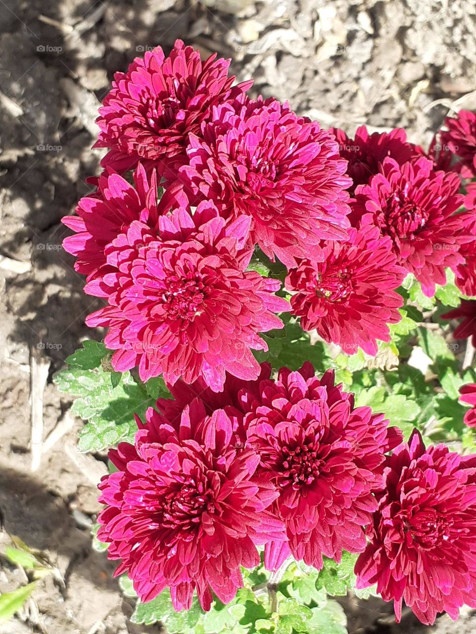 flores de mi jardín