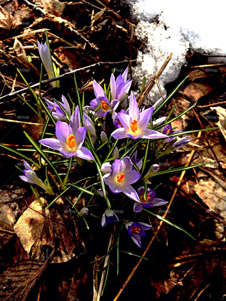 Springtime Crocus