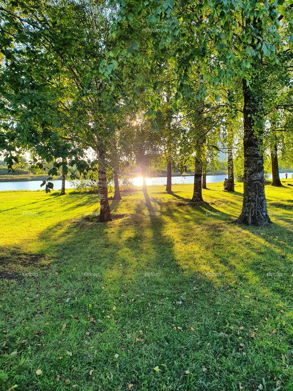 Warm summer evening nearby river. Bright sunshine in the park.