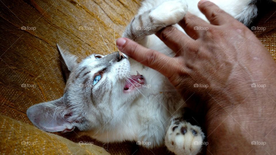 Garras e dentes afiados tem os felinos.