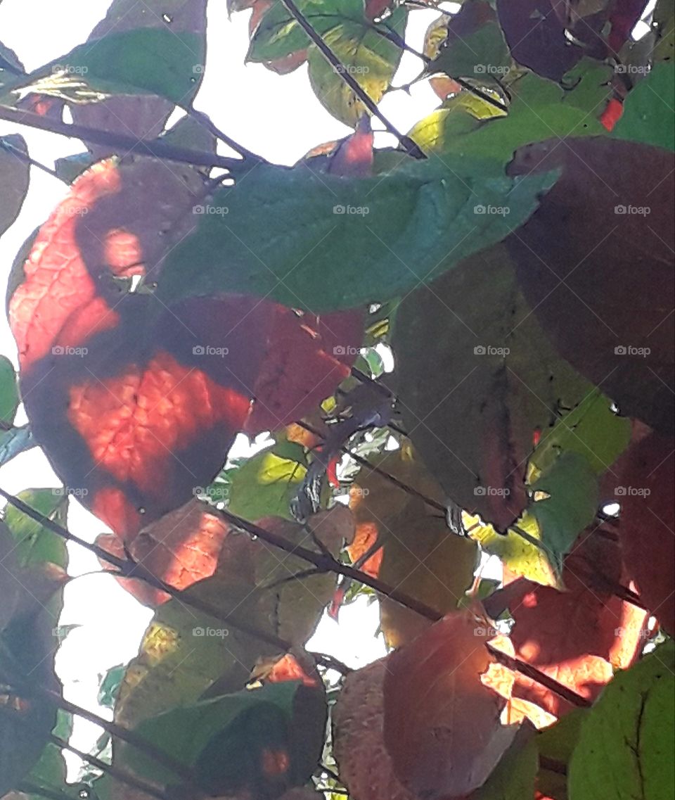 autumn colored dogwood leaves in rising sun