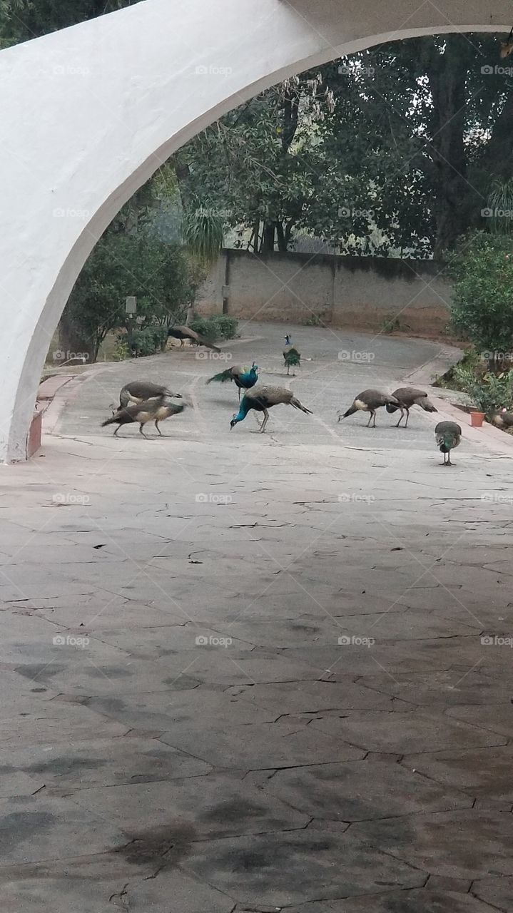Peacocks Group