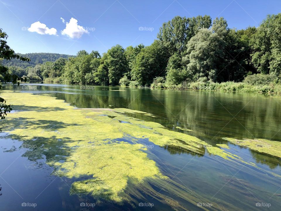 Meadow landscape in summer