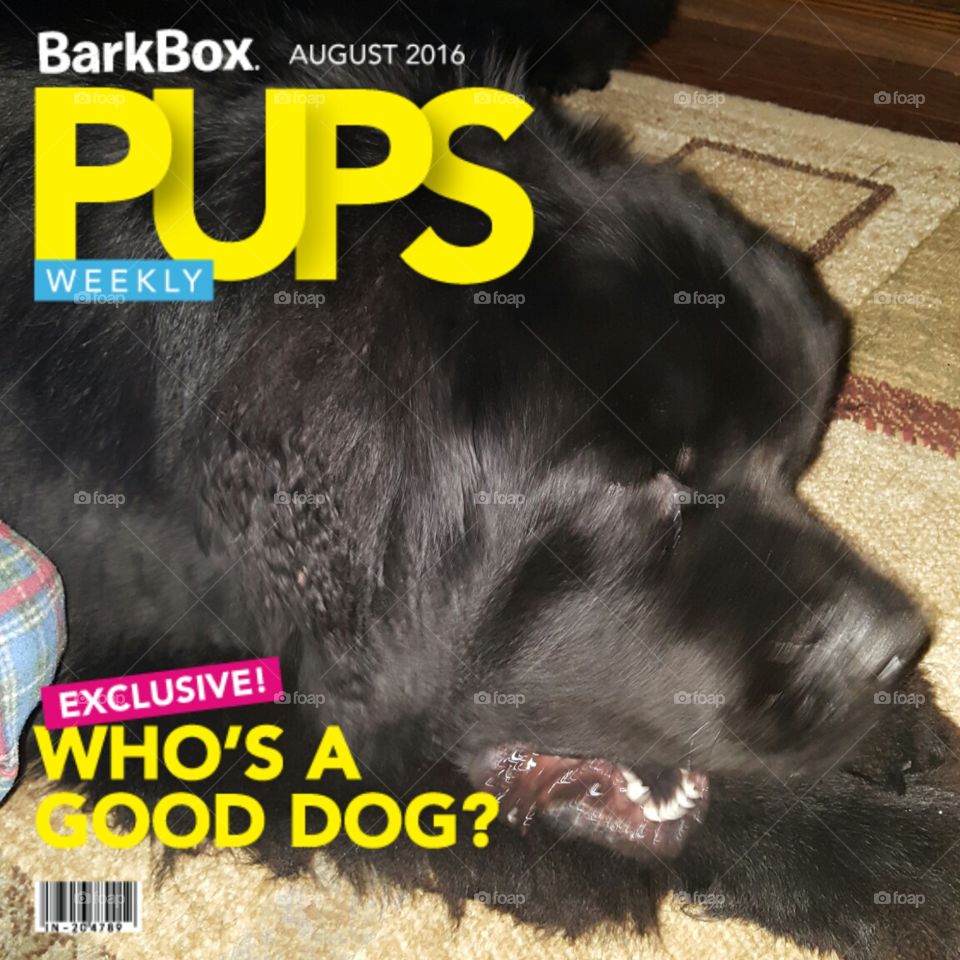 No Person, Animal, Loyalty, Dog, Mammal