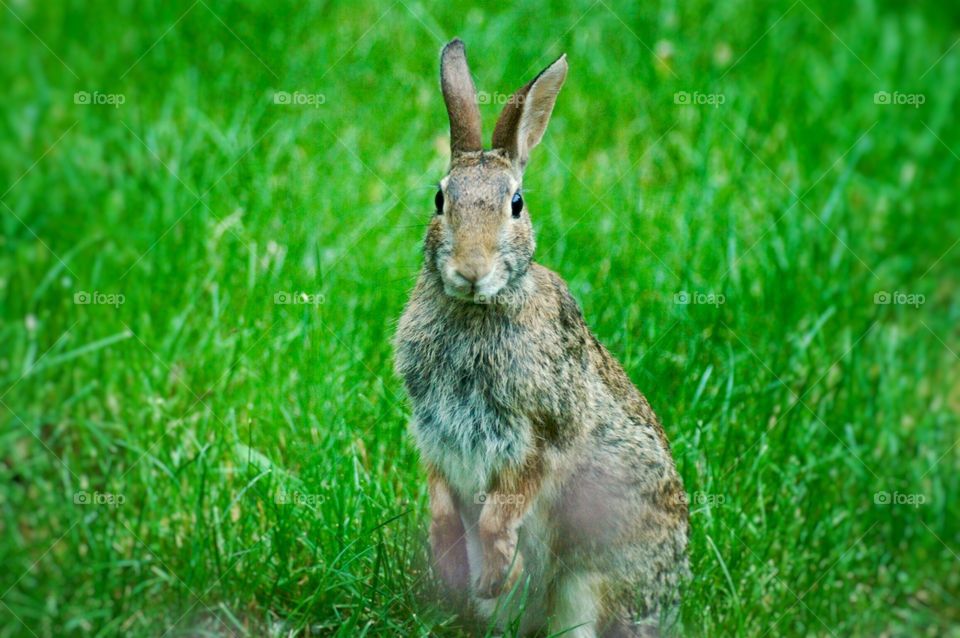 Bunny in the grass