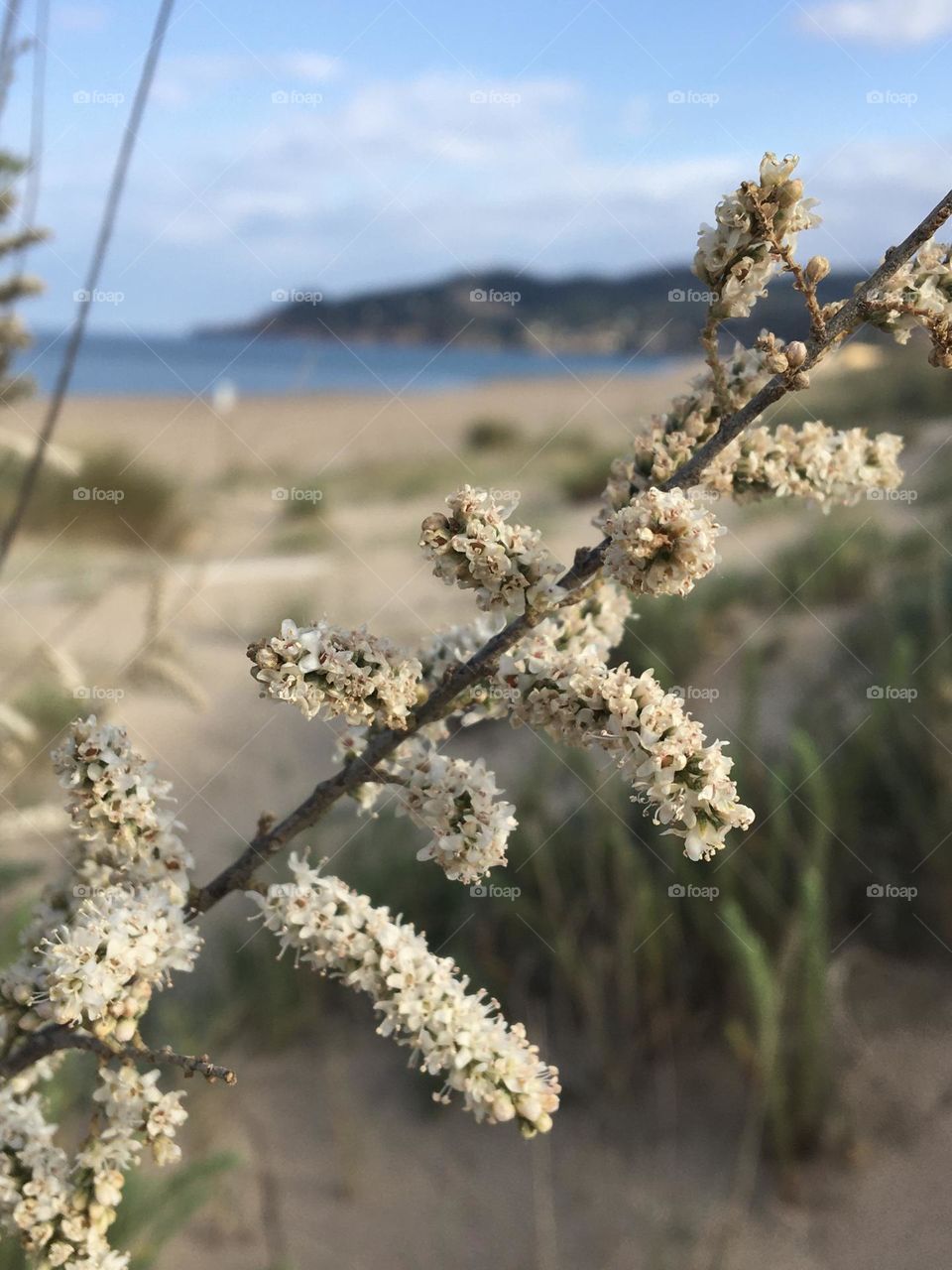Tamarisk flowers near beach and sea view 