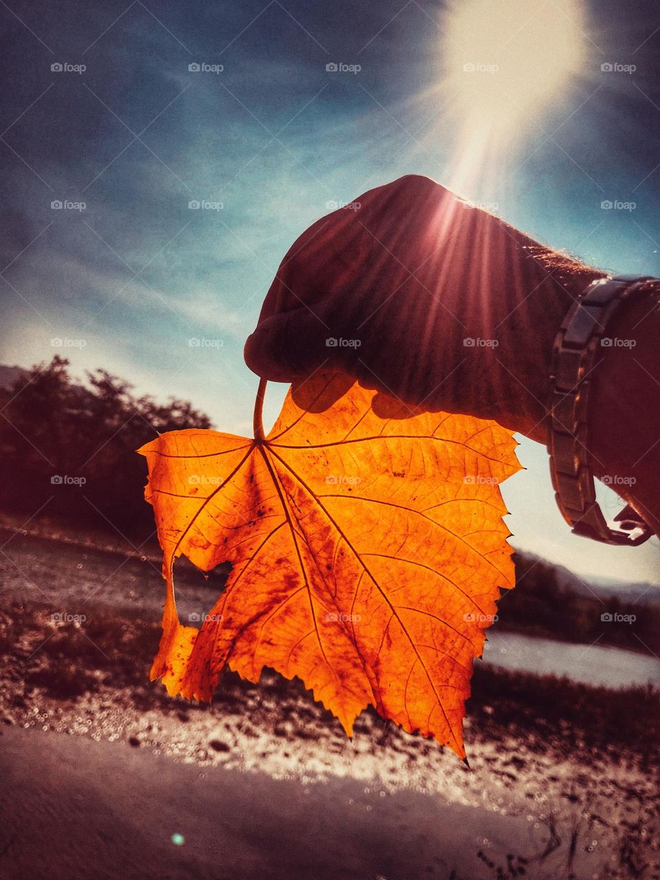 the hand is holding a large yellow leaf, autumn color