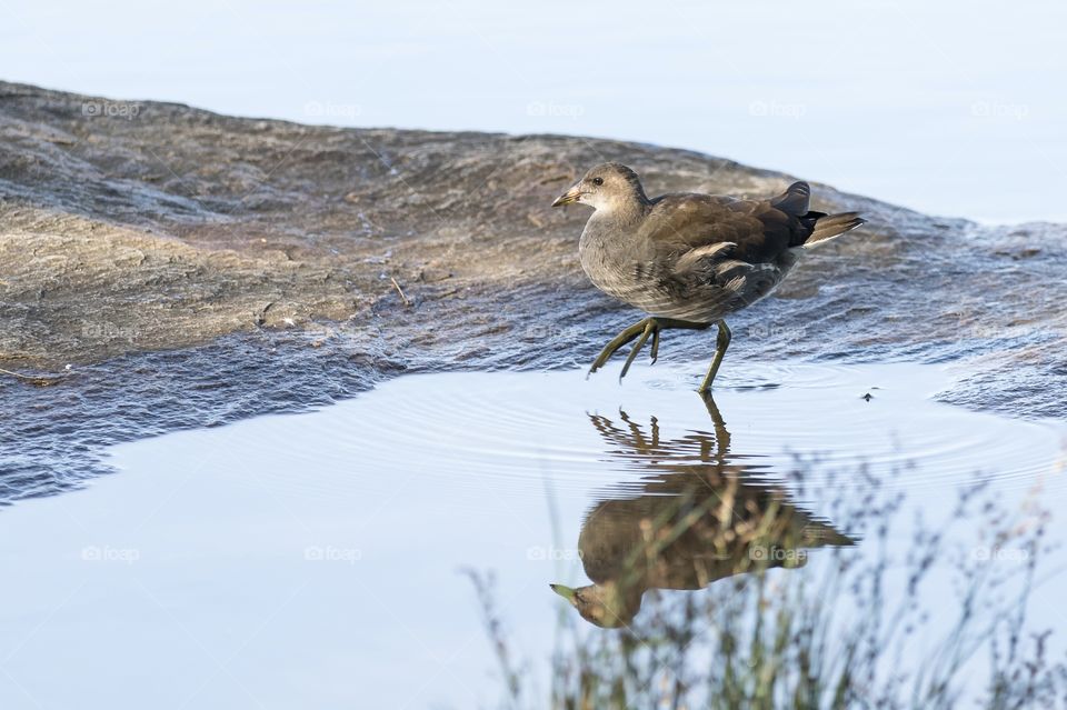 Juvenile Coot bird water reflection , sothöna ung fågel vatten reflektion 