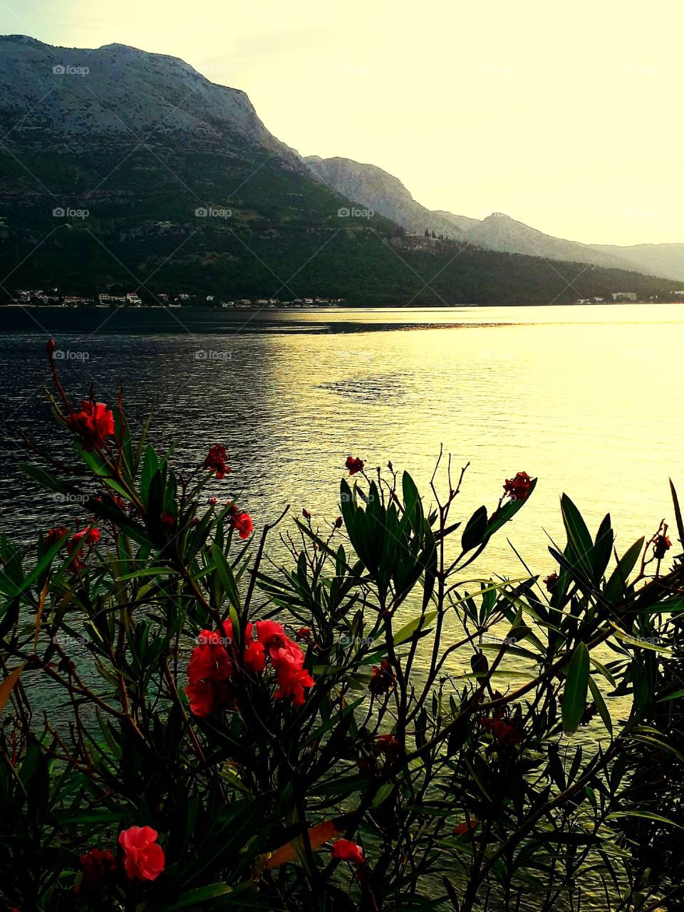 Korčula Island Flora in beach
