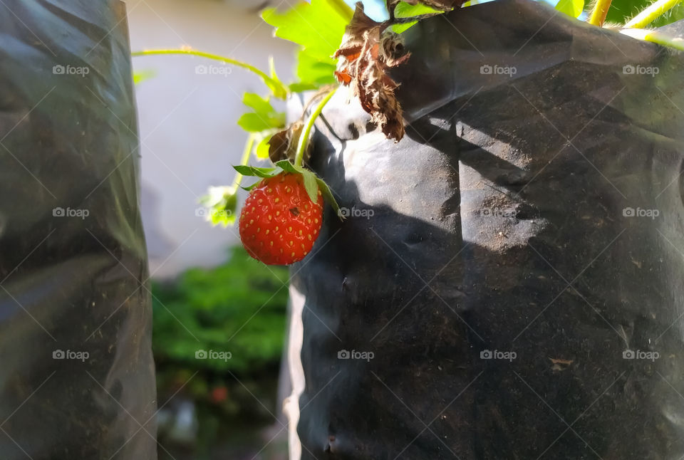 Strawberries still on the tree