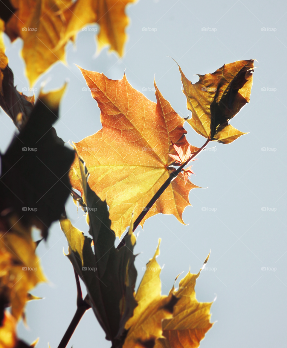 beautiful fall leaves