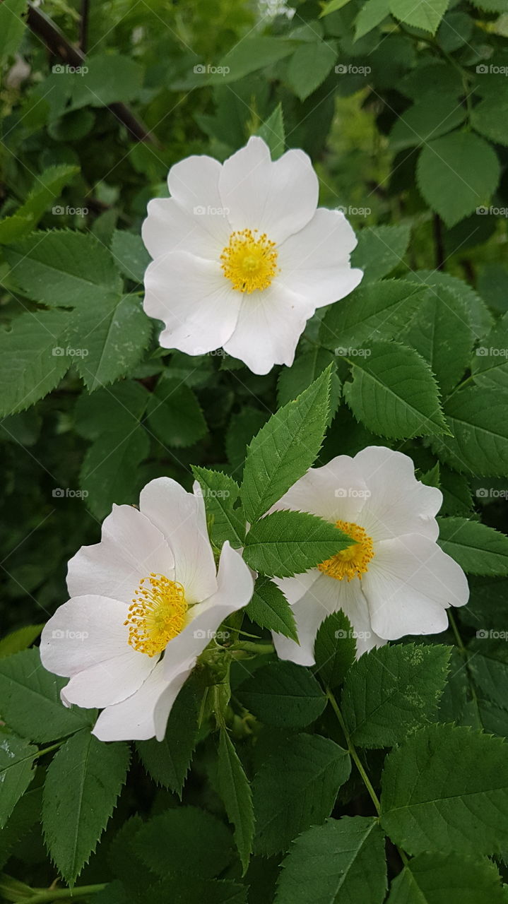 trio of dog rose's flowers