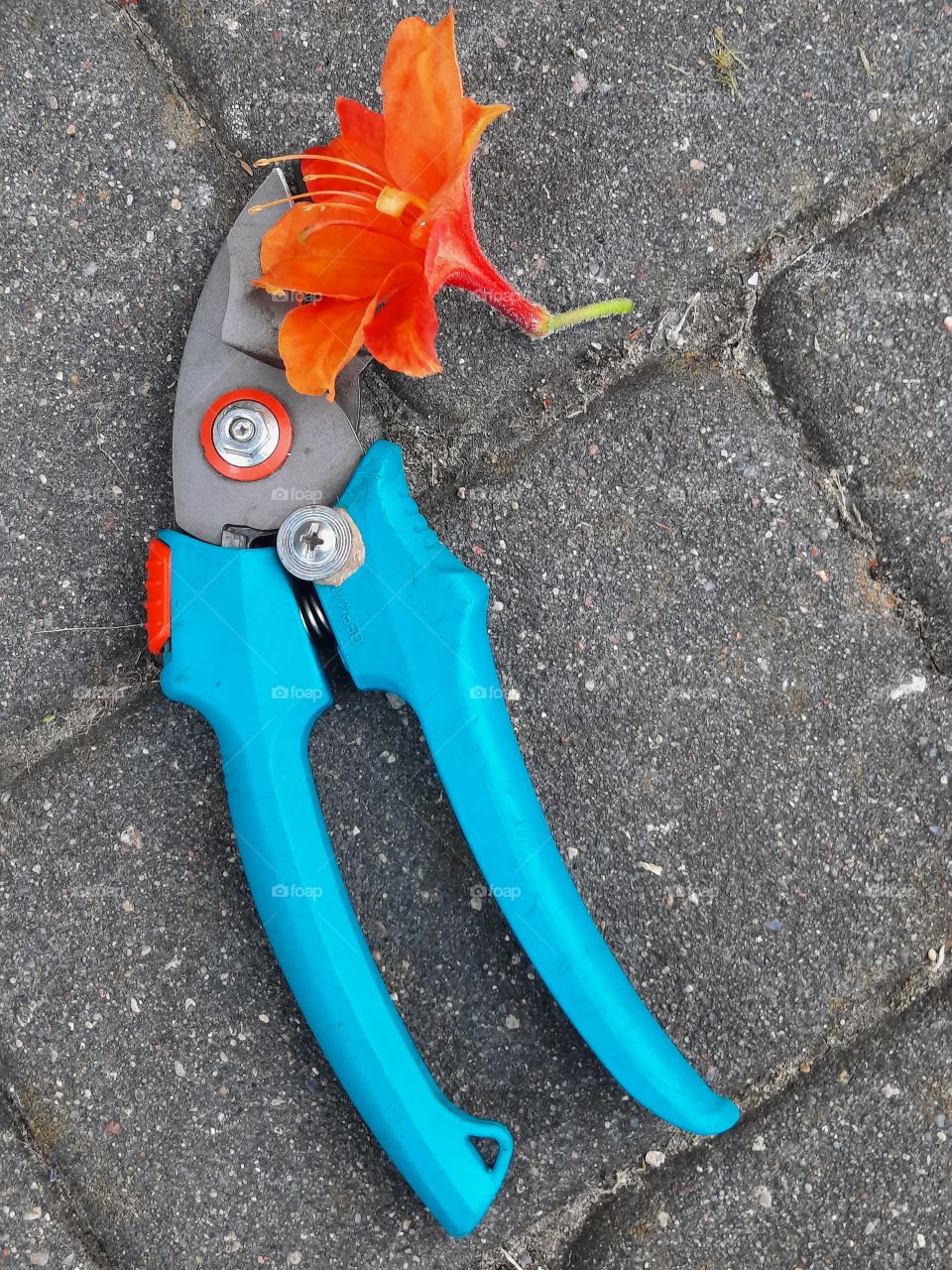 blue pruning scissors and an orange azalea flower