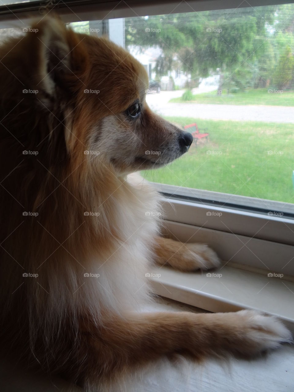 How much is that doggy in the window . My dog, in the window