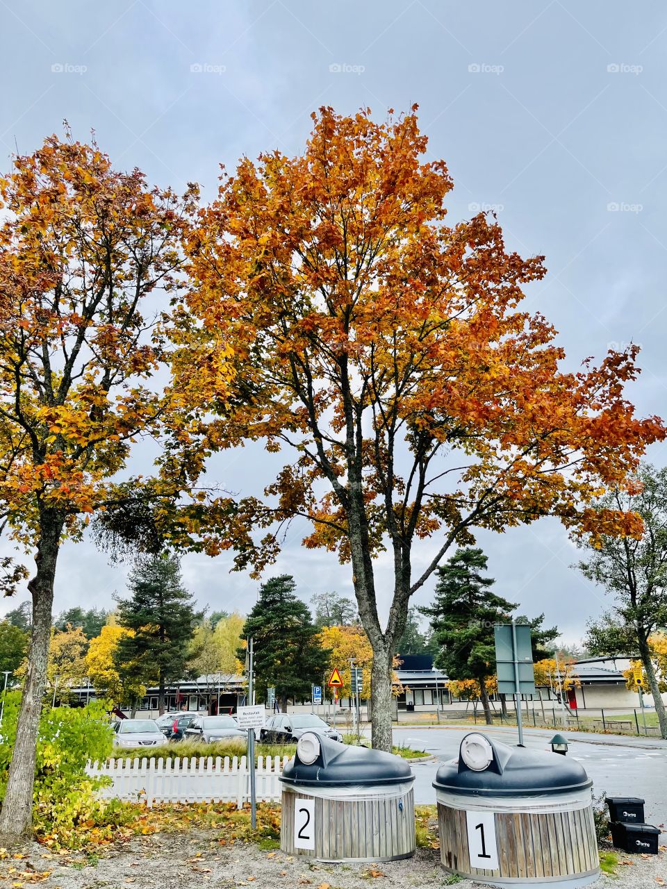 autumn treets and waste bins