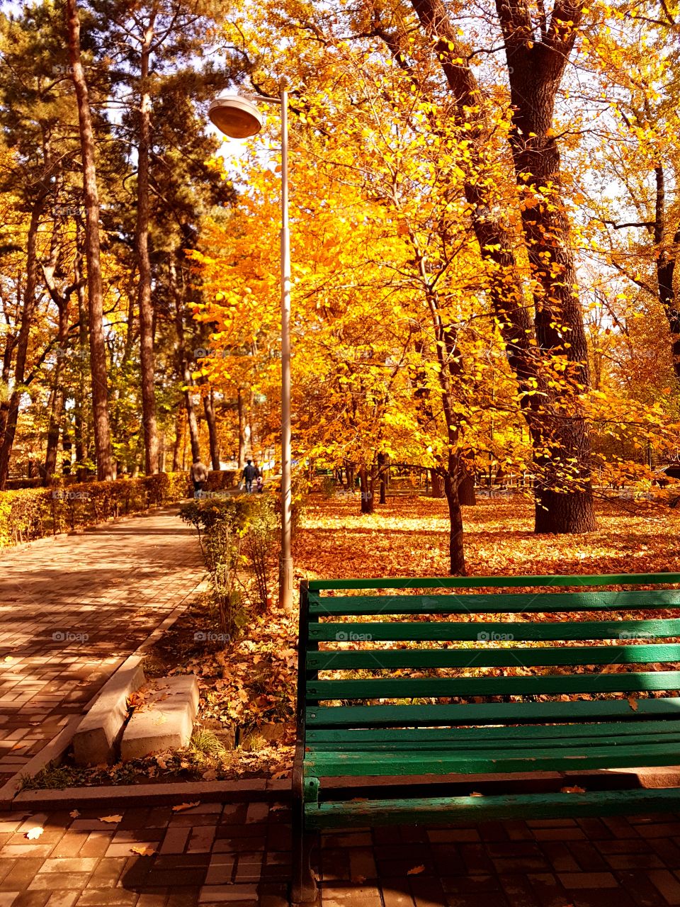 A lonely green bench in a wonderful autumn park