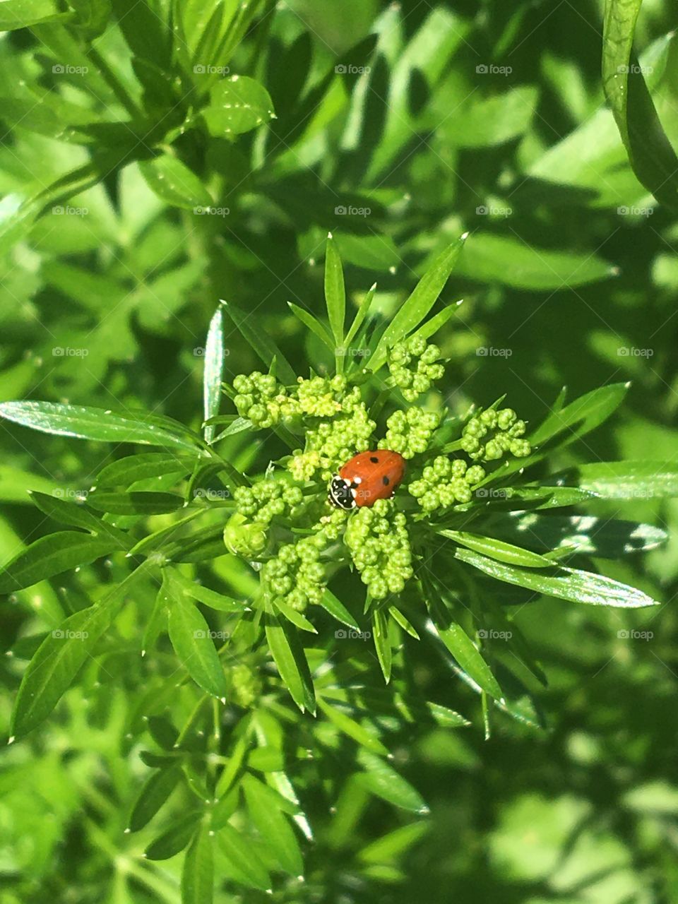 Young ladybug on parsley 