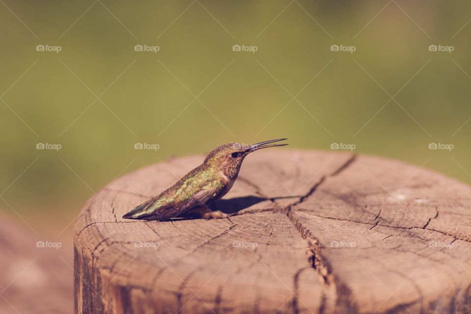 Green Hummingbird. A green hummingbird sits perched on top of a rustic log fence post