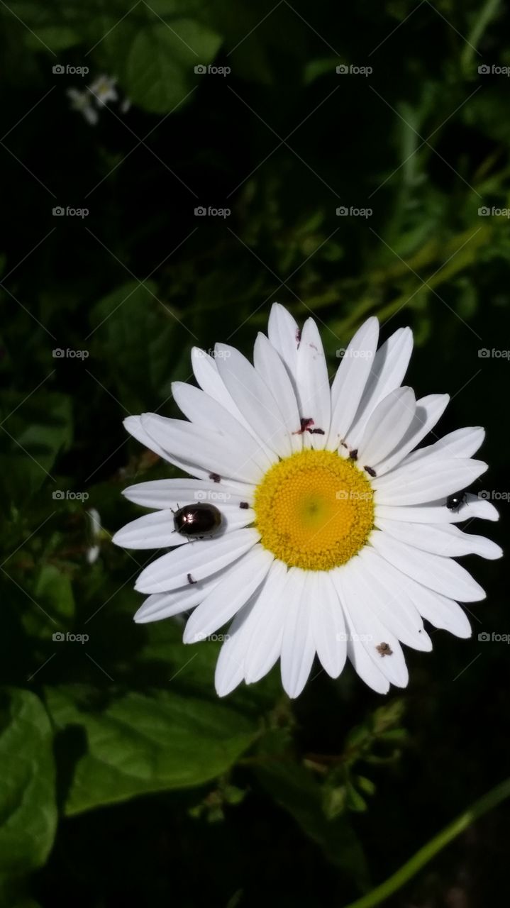 Daisy and beetle