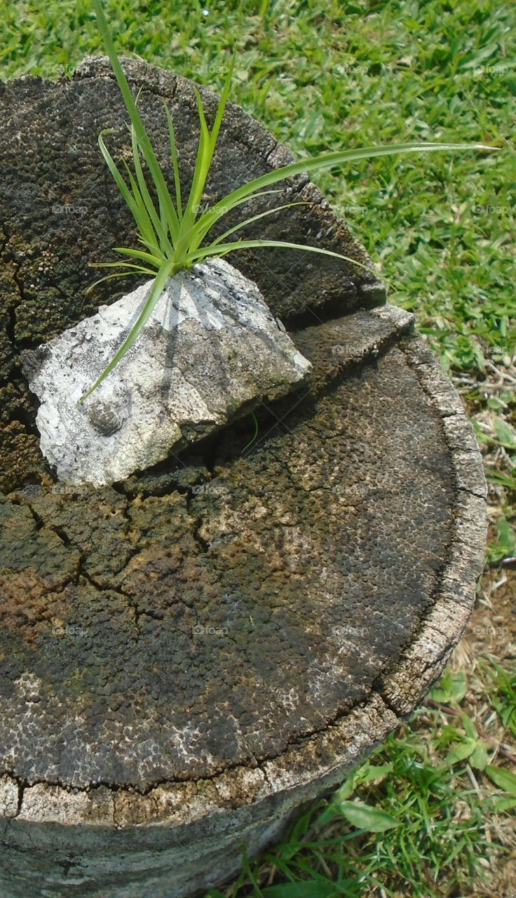 TREES TREE DECORATION