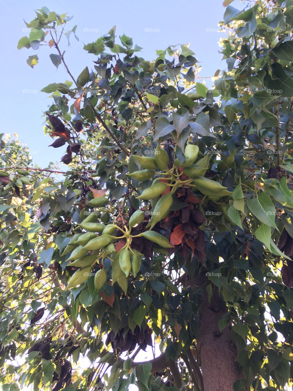 New wild fruits are coming 