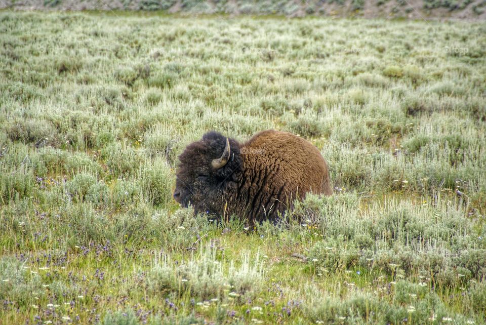 Close-up of american bison in meadow