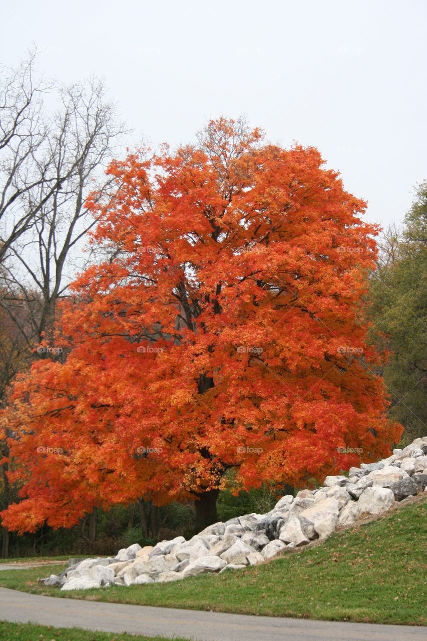 Fall foliage against white rocks